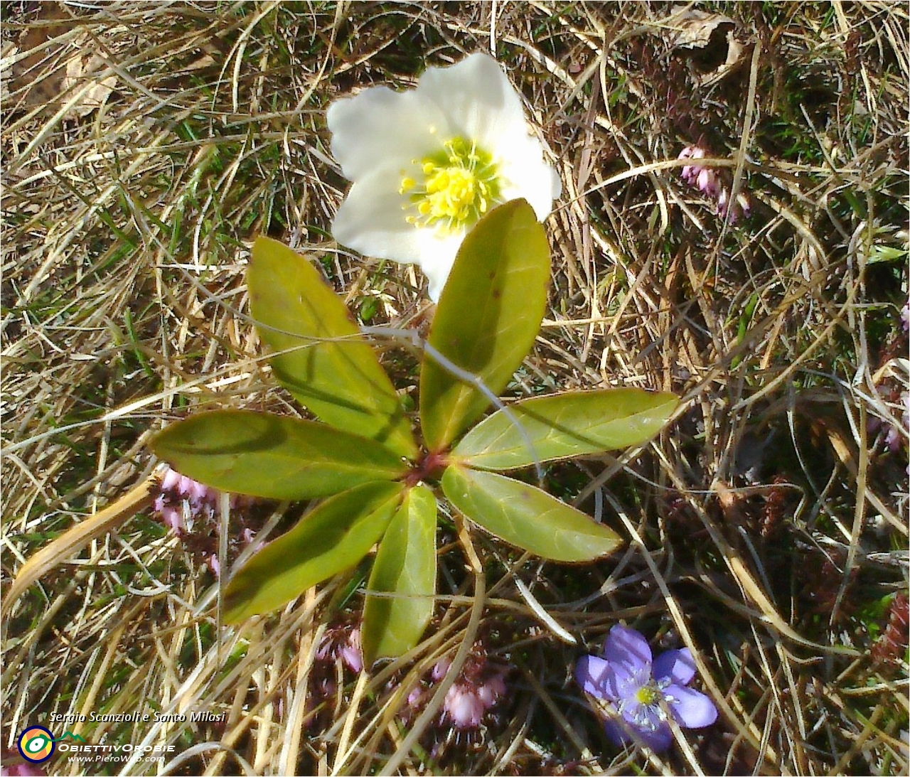 38 Timidi segni di primavera.jpg